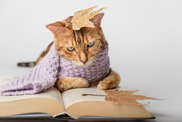 Foto gato de bengala en una bufanda de punto con un libro y hojas secas en un fondo blanco