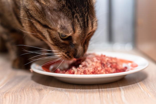 El gato de Bengala se para cerca de un plato de carne picada y se la come. La mascota casera come carne finamente picada.