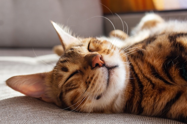 Gato bengala deitado no sofá sorrindo