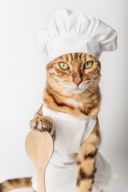 Gato de Bengala en un disfraz de chef en un fondo blanco gato rojo en un sombrero y delantal aislado