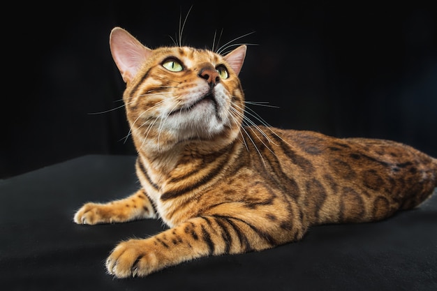 El gato de Bengala dorado sobre fondo negro