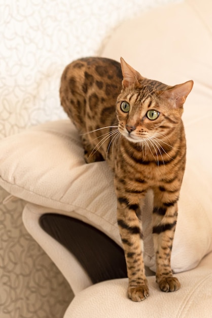 El gato de Bengala es un gato de pura raza Retrato Temas de animales