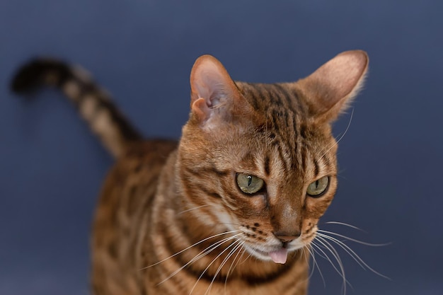 El gato de Bengala es un gato de pura raza sobre un fondo azul Retrato Vacaciones y eventos