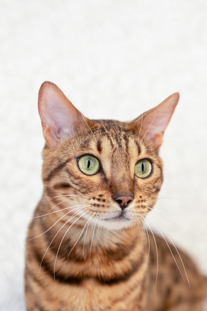 El gato de Bengala es un gato de raza pura Mascotas Primer plano