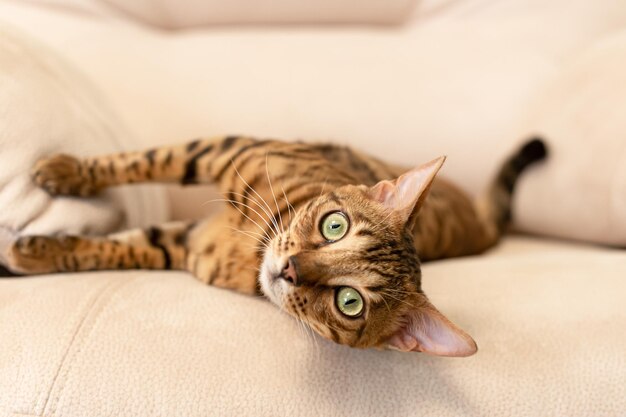 El gato de Bengala es un gato de raza pura Portrait Pets