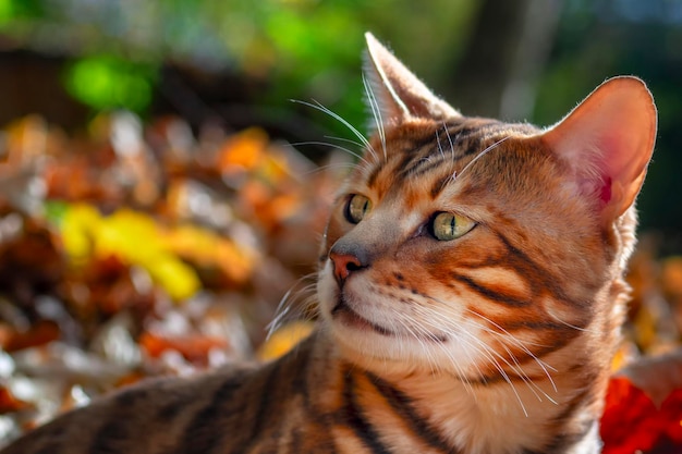 Gato bengala escondido nas folhas caídas na floresta Um gato bengali com olhos verdes está esperando Feche o retrato