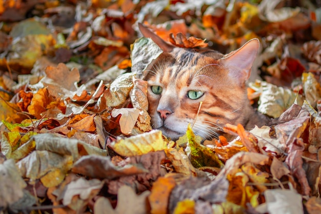 Gato bengala escondido nas folhas caídas na floresta Um gato bengali com olhos verdes está esperando Feche o retrato