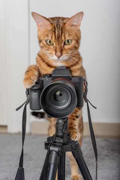 Foto gato de bengala - un fotógrafo toma fotos con una cámara en un trípode en la casa