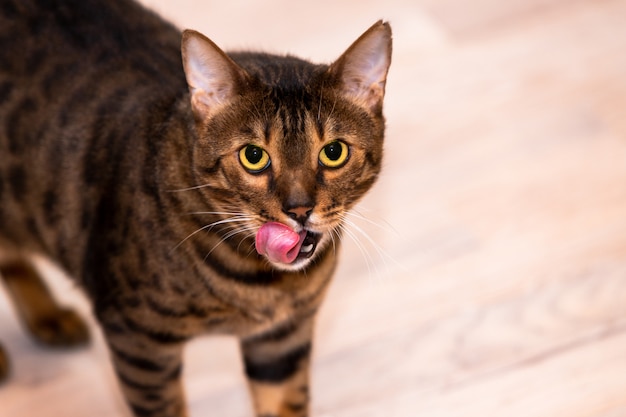 Gato de Bengala lame después de comer