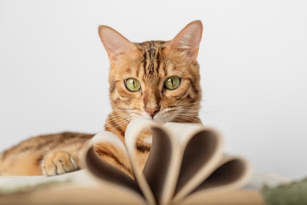 Foto gato de bengala con un libro abierto sobre un fondo blanco foco selectivo