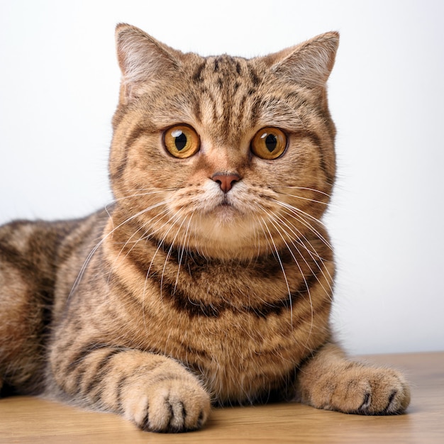 Gato de bengala en una mesa