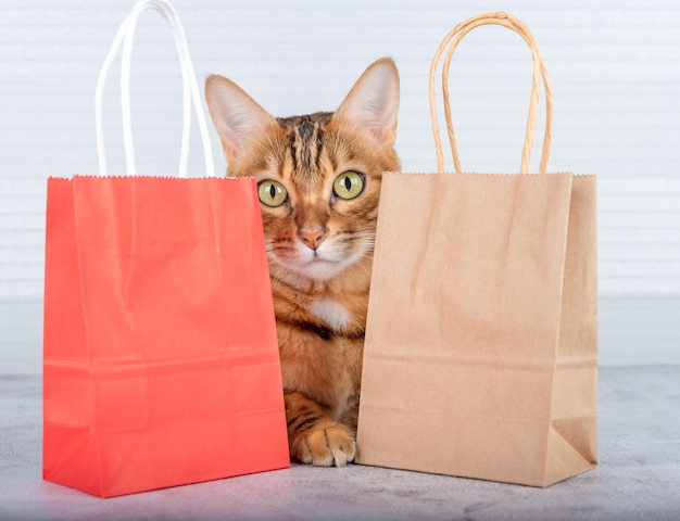 Foto gato de bengala mira entre las bolsas de compras concepto de compras