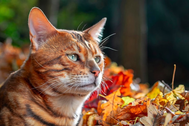 Gato bengala nas folhas caídas no parque gato bengali com olhos verdes fecha o retrato