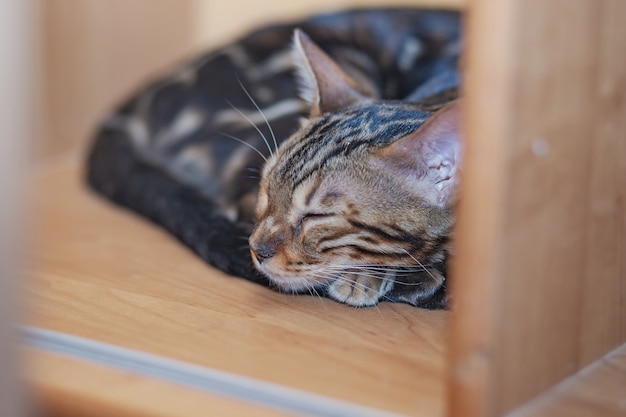 Gato de bengala de pura raza durmiendo en un estante para libros en casa foto de alta calidad