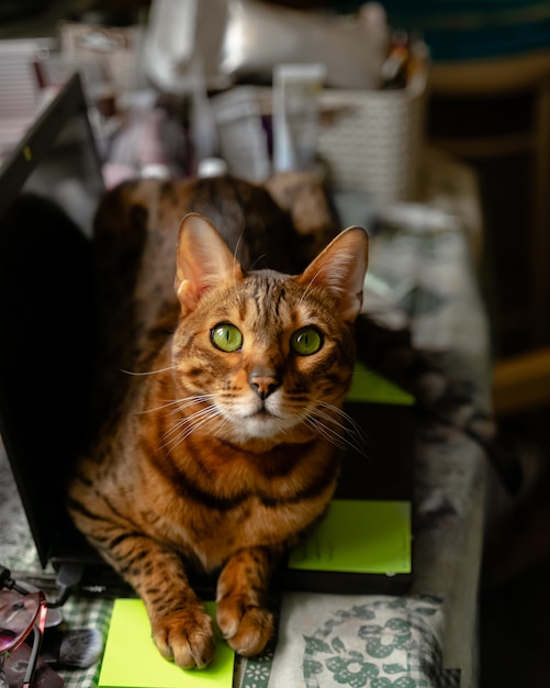 Gato de Bengala que miente en la computadora portátil que mira. Trabajando desde casa con mascotas