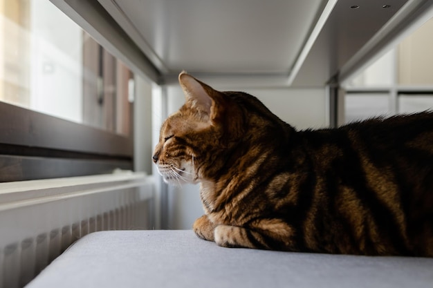 El gato de Bengala con rayas marrones mira cuidadosamente hacia otro lado