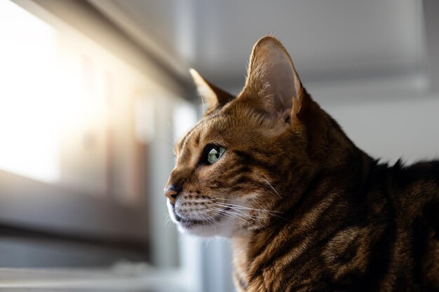 El gato de Bengala con rayas marrones mira cuidadosamente hacia otro lado