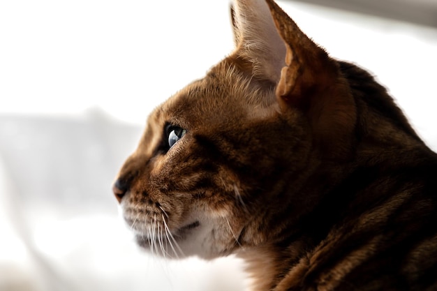 El gato de Bengala con rayas marrones se ve pensativo