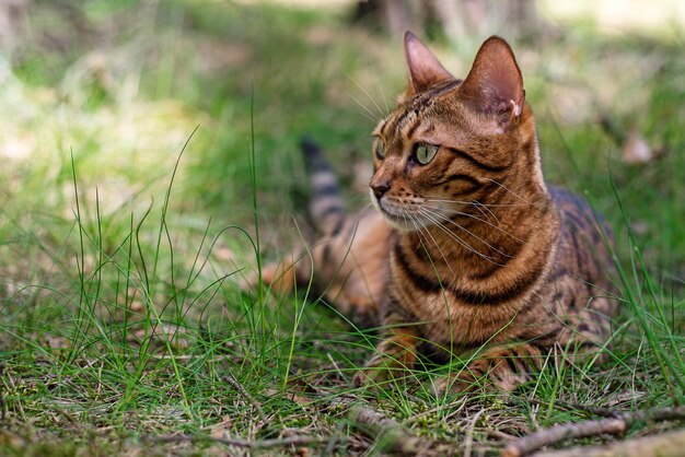 Un gato bengalí doméstico yace sobre la hierba verde y mira hacia un lado. Gatito camina sobre un prado en el jardín.