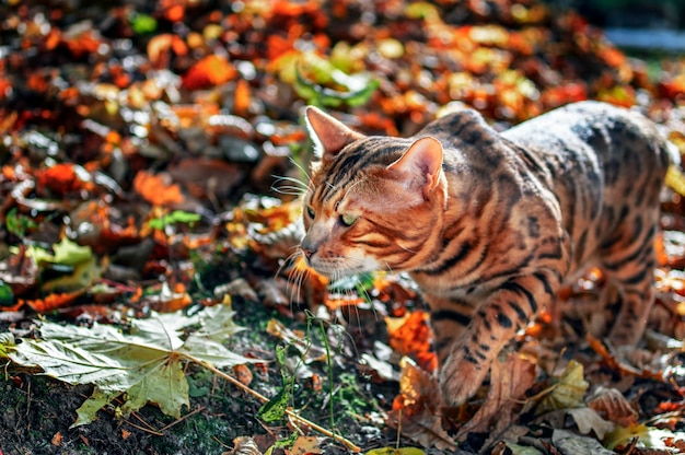 El gato bengalí se escondió en las hojas caídas en el bosque Un gato bengalí con ojos verdes está al acecho Cerrar portait