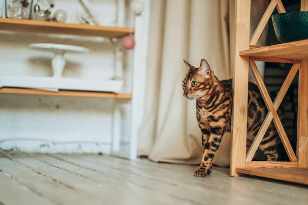 Un gato bengalí joven camina por la habitación.