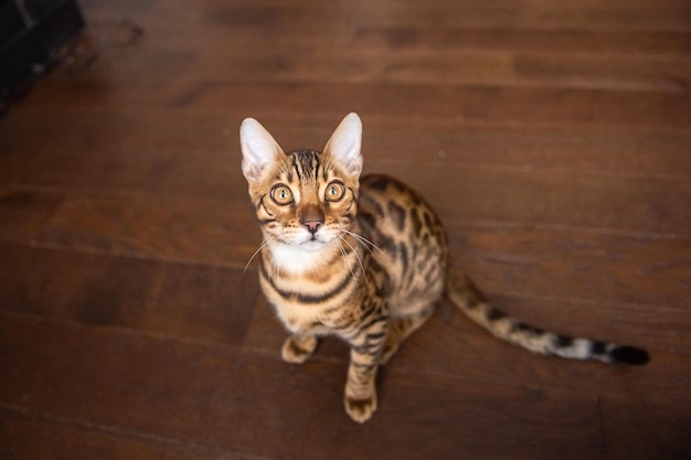 Un gato bengalí se sienta en la sala de estar y mira hacia arriba.