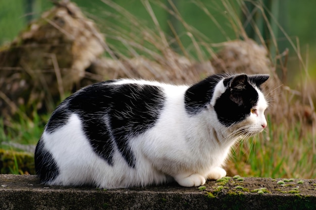 Gato bicolor domesticado con ojos amarillos, piel blanca y negra, escena al aire libre, felis catus, pelo corto europeo, pelo corto celta