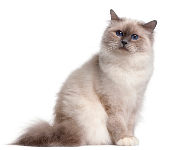 Gato birman, 9 meses,