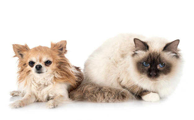 Gato birman e chihuahua