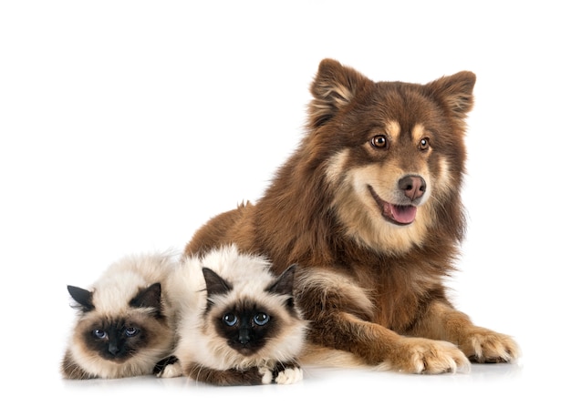 Gato Birman e lapinkoira