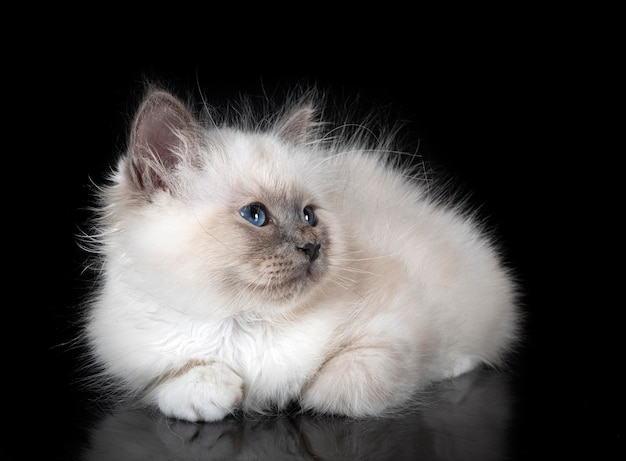 Gato Birman em estúdio