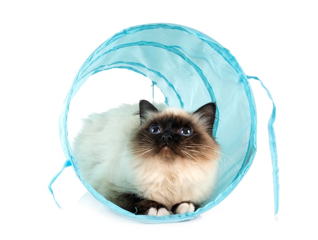 Gato Birman em um brinquedo de túnel