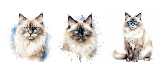 Gato birman felino ai gerado aquarela