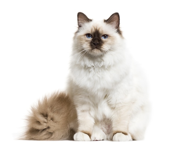 Foto gato birman sentado, isolado no branco