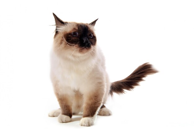 Gato Birman