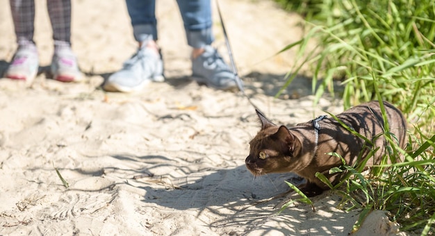 Gato birmanês brincalhão usando arnês e seu dono na praia jovem gato marrom com coleira brinca na areia