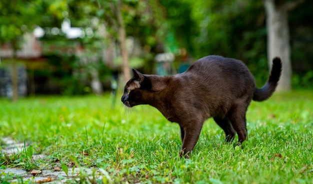 Gato birmanês engraçado andando ao ar livre Gato feliz olhando para longe enquanto caça no jardim Visão de corpo inteiro Conceito de animais