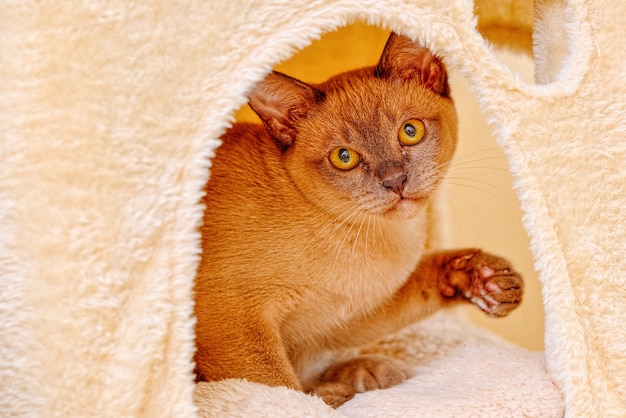 Gato birmanês gatinho cor chocolate, é uma raça de gato doméstico, originário da tailândia, que acredita-se ter suas raízes próximas à atual tailândia-birmânia.