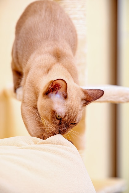 Gato birmanês gatinho cor chocolate, é uma raça de gato doméstico, originário da Tailândia, que acredita-se ter suas raízes próximas à atual Tailândia-Birmânia.