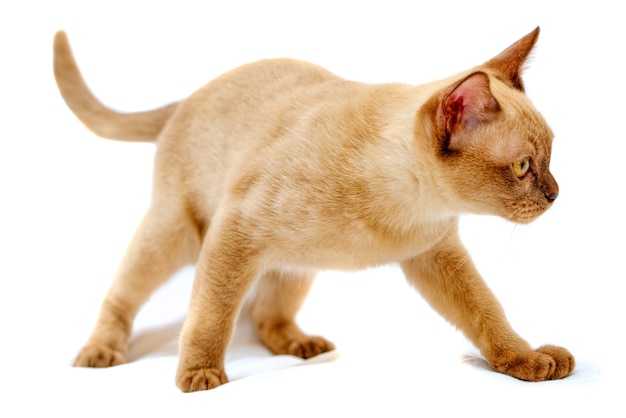 Gato birmanês gatinho cor chocolate, é uma raça de gato doméstico, originário da Tailândia, que acredita-se ter suas raízes próximas à atual Tailândia-Birmânia.