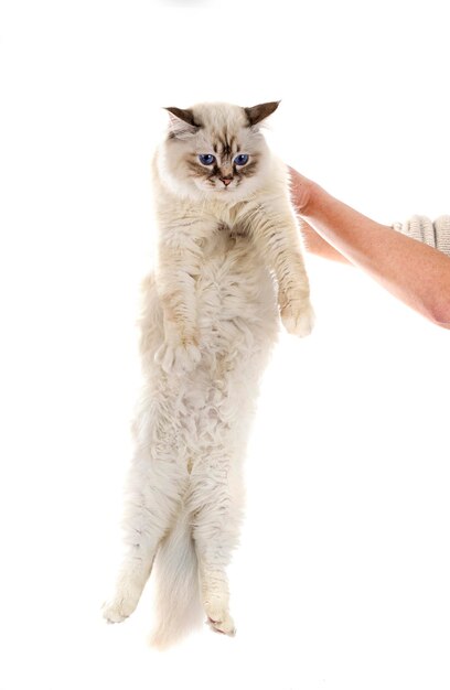 Gato birmanês na frente de fundo branco