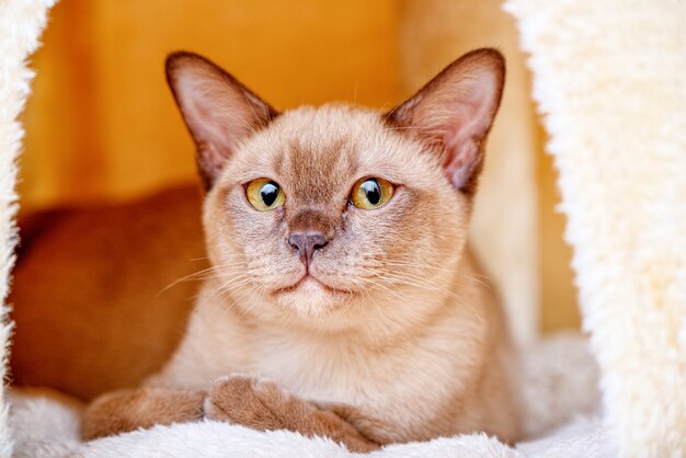 El gato birmano gatito color chocolate, es una raza de gato doméstico, originaria de Tailandia, que se cree que tiene sus raíces cerca de la actual Tailandia-Birmania.