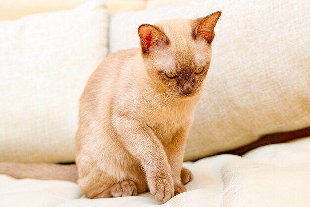 El gato birmano gatito color chocolate, es una raza de gato doméstico, originaria de Tailandia, que se cree que tiene sus raíces cerca de la actual Tailandia-Birmania.