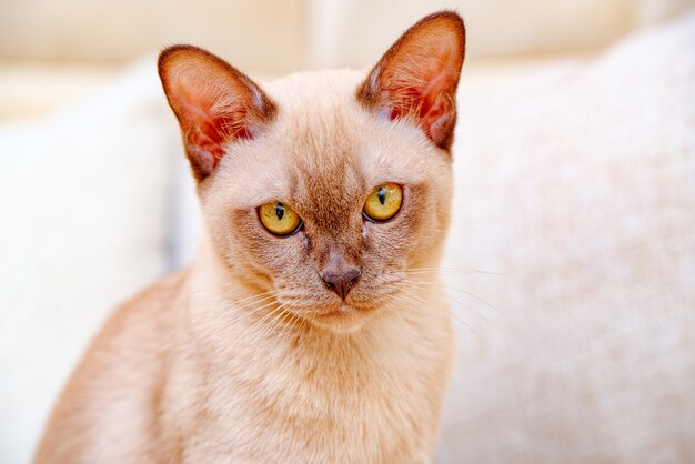 El gato birmano gatito color chocolate, es una raza de gato doméstico, originaria de Tailandia, que se cree que tiene sus raíces cerca de la actual Tailandia-Birmania.