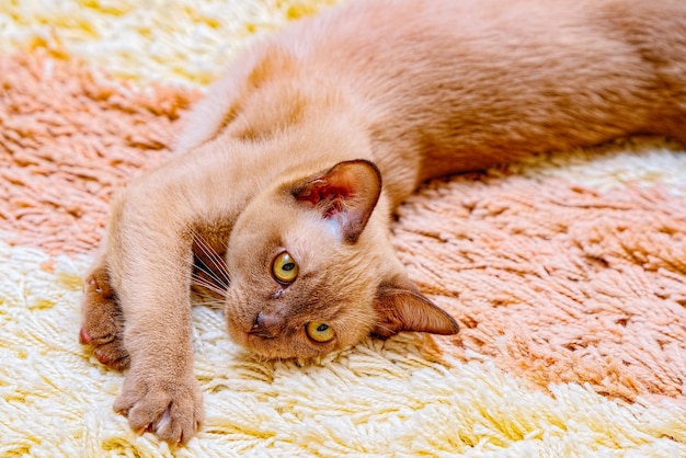 Foto el gato birmano gatito color chocolate, es una raza de gato doméstico, originaria de tailandia, que se cree que tiene sus raíces cerca de la actual tailandia-birmania.