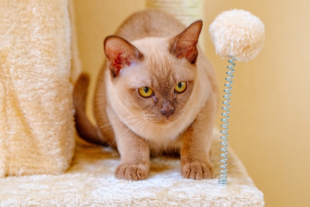 Foto el gato birmano gatito color chocolate, es una raza de gato doméstico, originaria de tailandia, que se cree que tiene sus raíces cerca de la actual tailandia-birmania.