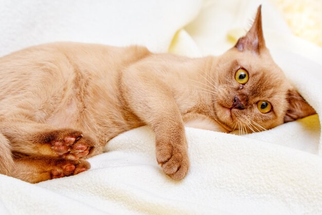 El gato birmano gatito color chocolate, es una raza de gato doméstico, originaria de Tailandia, que se cree que tiene sus raíces cerca de la actual Tailandia-Birmania.