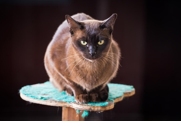 gato birmano negro