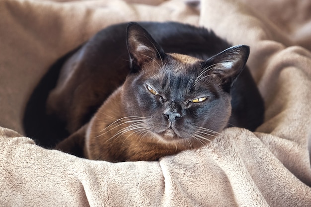 Gato birmano que miente en una cesta.