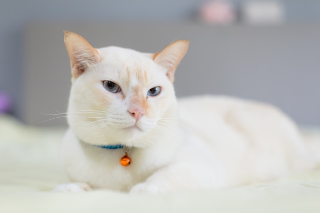 Gato blanco acostado en la cama